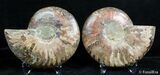Inch Split Ammonite Pair #2637-2
